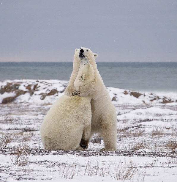 白熊北极熊