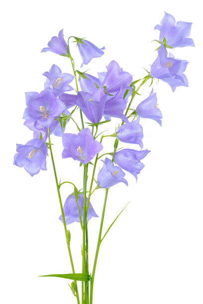 hyacinthoides