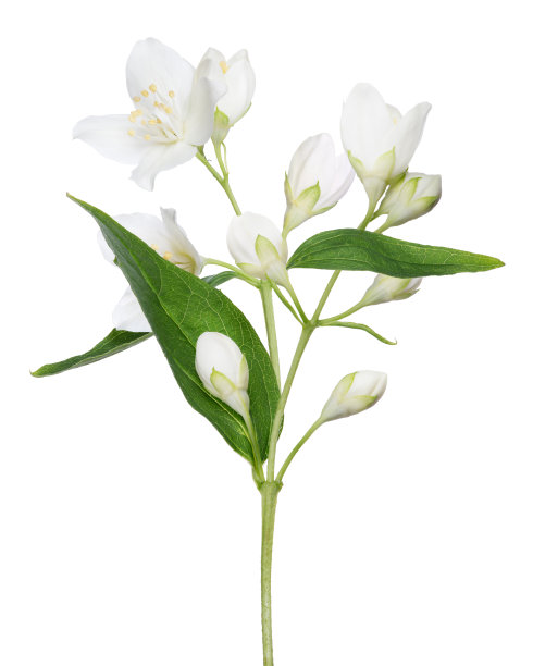 jasmine