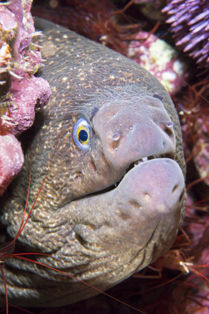 moray