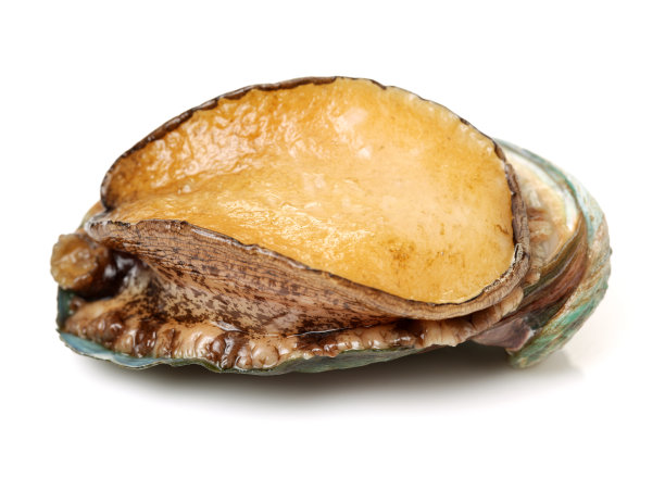 abalone