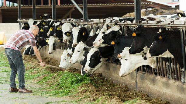dairy