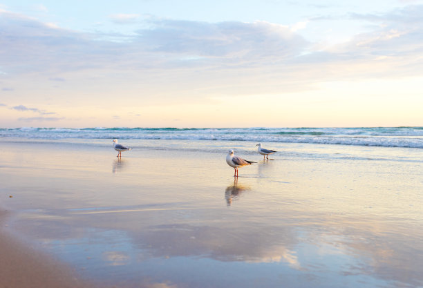 seagull