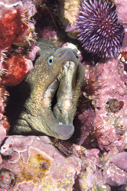 moray