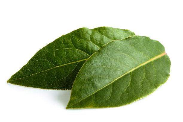 laurel