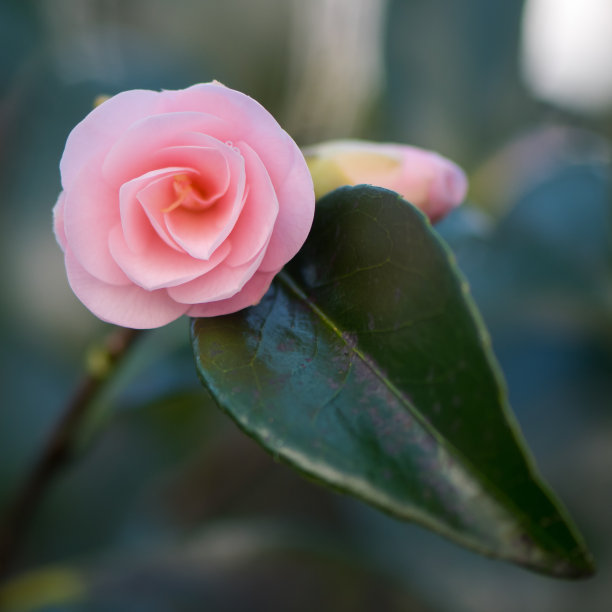 bloom