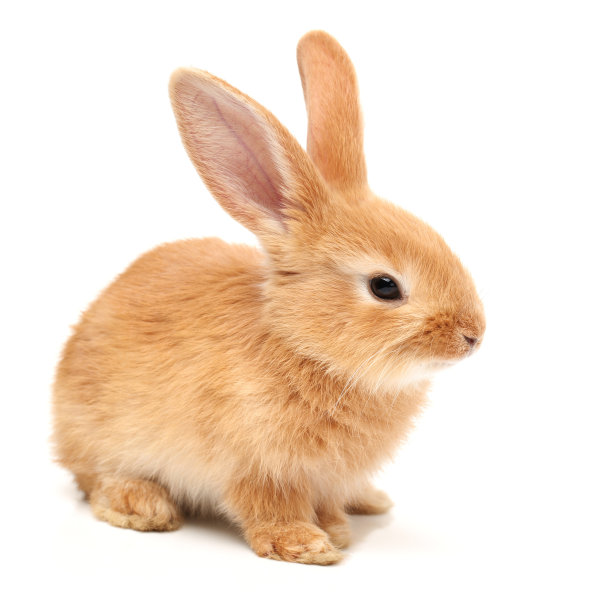 bunny