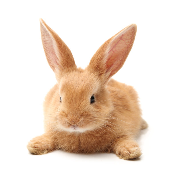 bunny