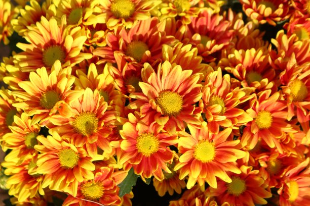 菊花,花簇,花