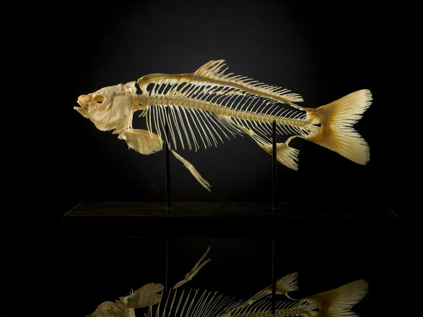 bone