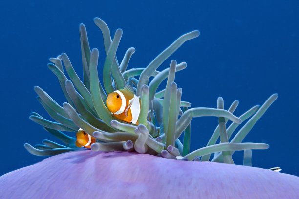 anemonefish