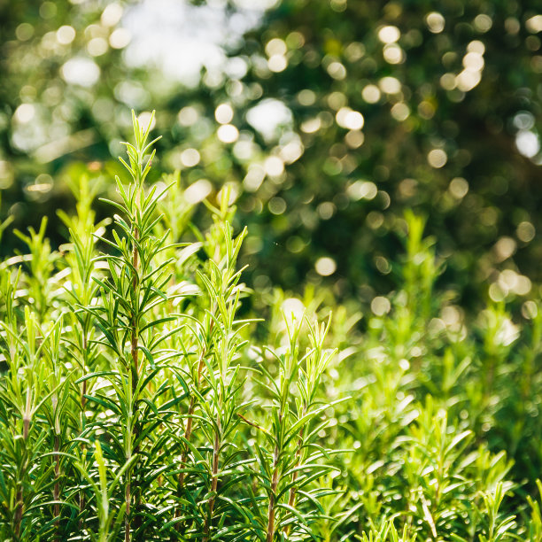 rosemary