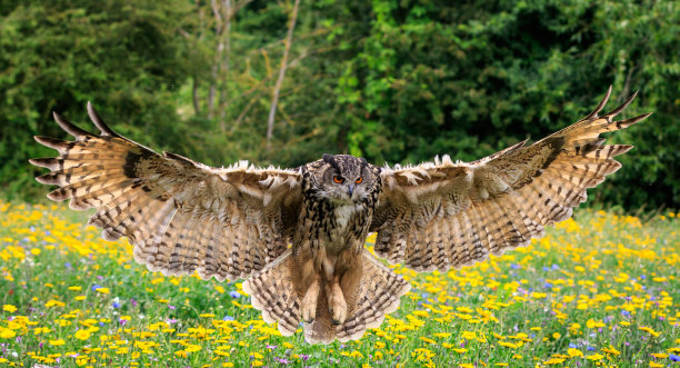 strix