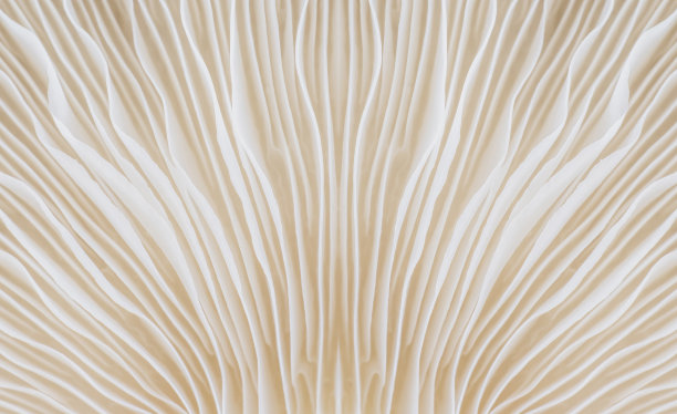 真菌蘑菇