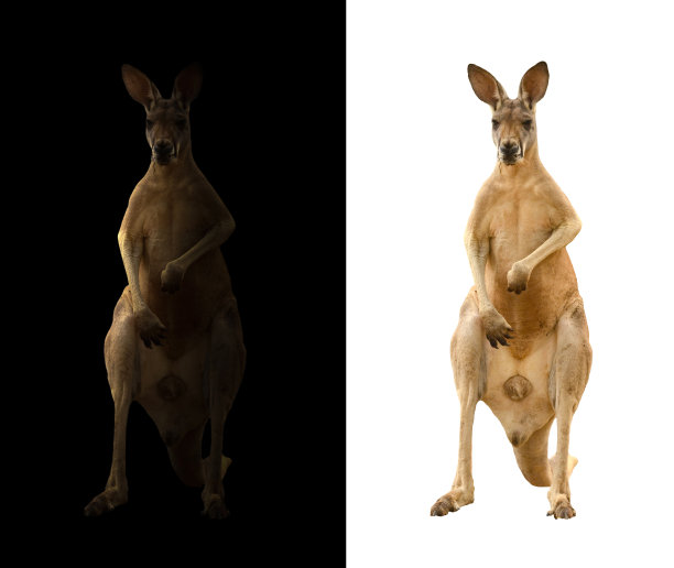 kangaroo