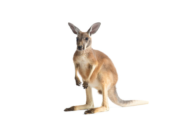 kangaroo