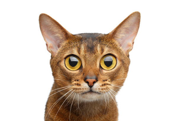 abyssinian猫