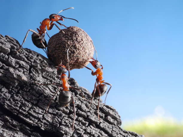 ant