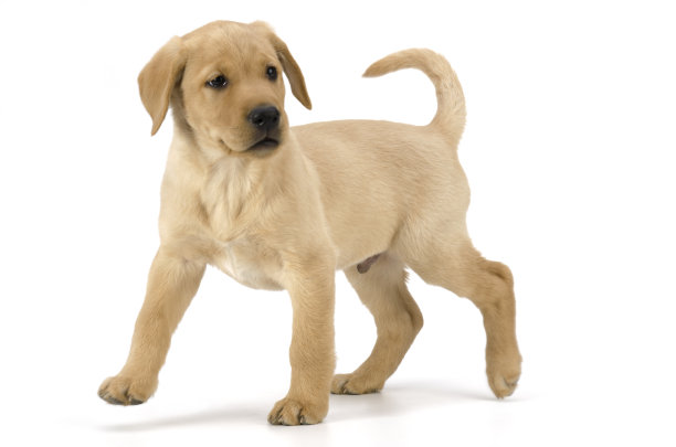 labrador