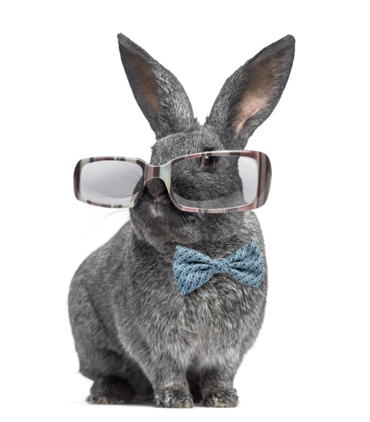 眼镜小白兔