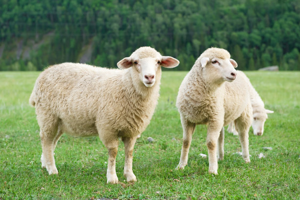 sheep