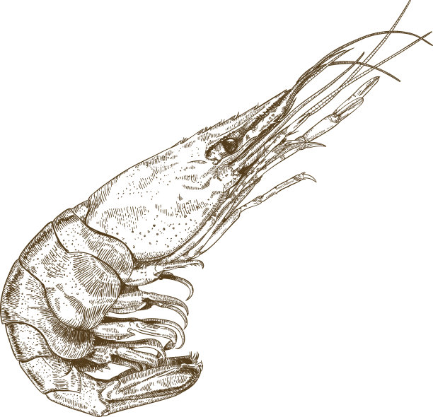 shrimp