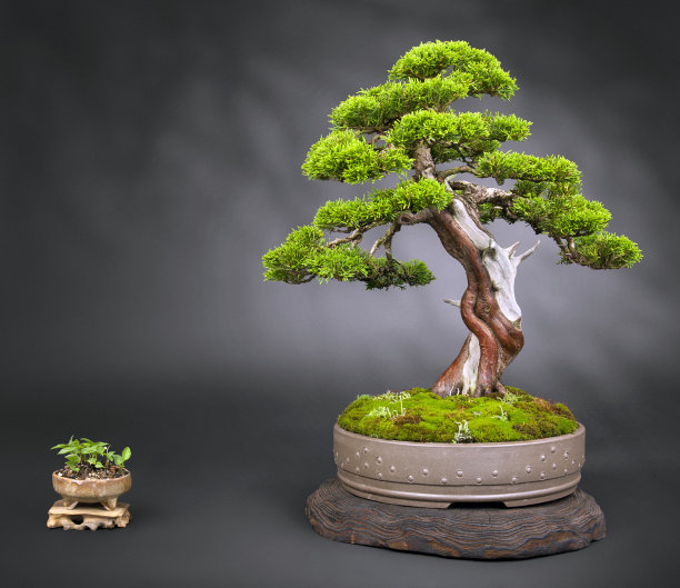 bonsai