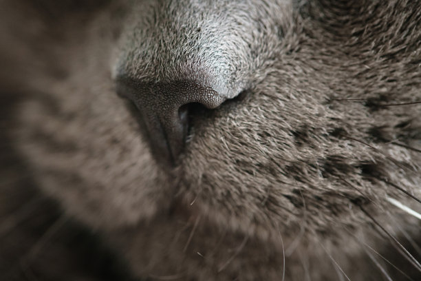 nose