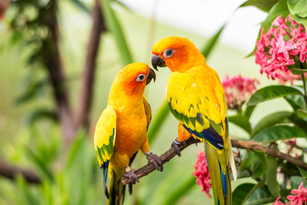 parrots