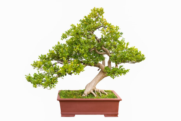 bonsai