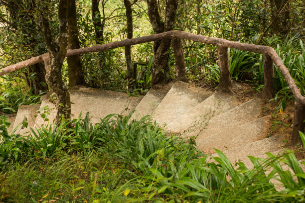 红树林生态系统木板路