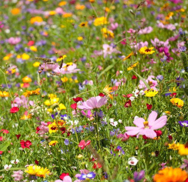 wildflowers