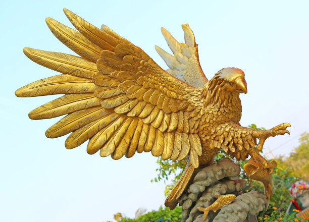 buteo