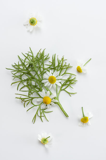 camomiles