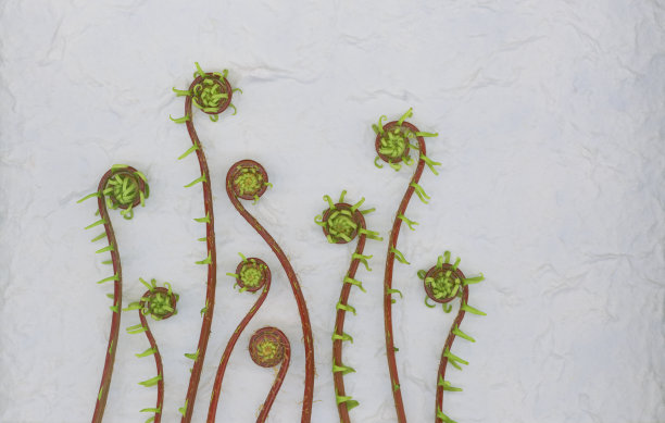 fiddlehead