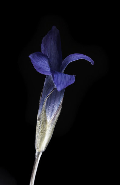 gentian