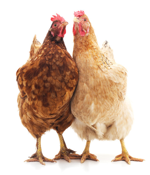 hen
