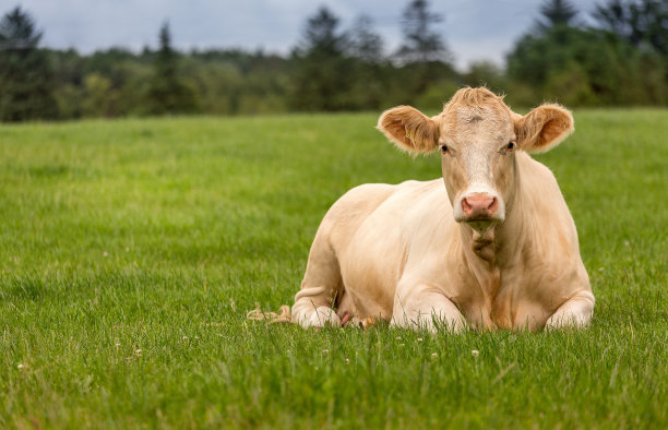 cow