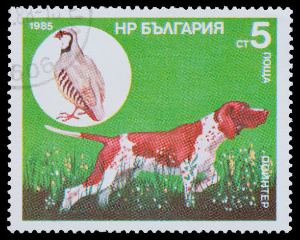山鹑,邮戳,波音达猎犬