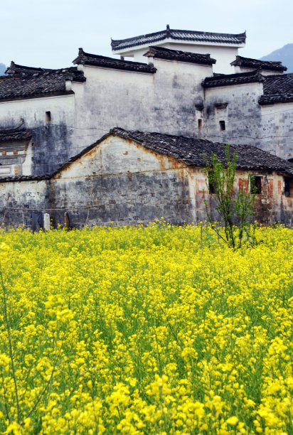 皖南油菜花