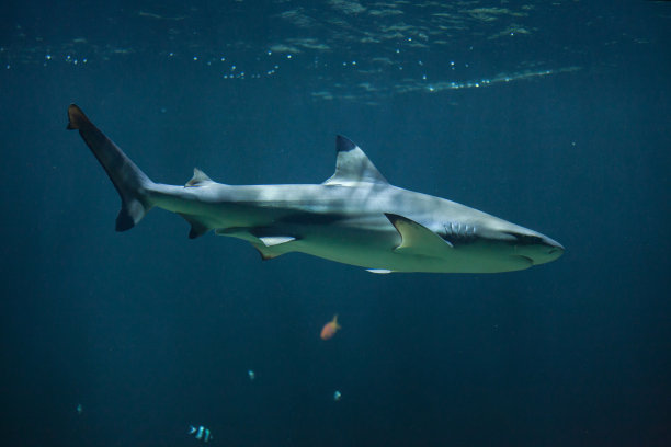 shark
