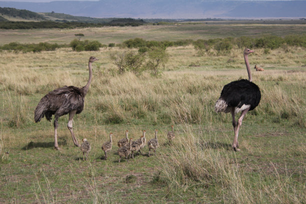 nanyuki