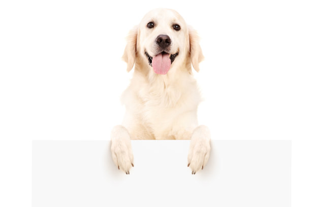 labrador