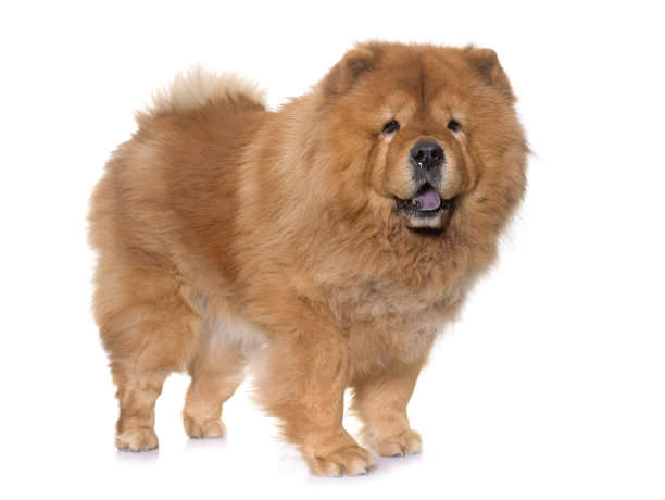 chow