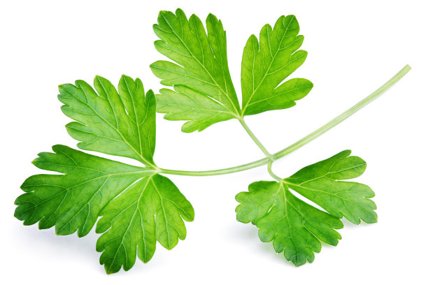 cilantro