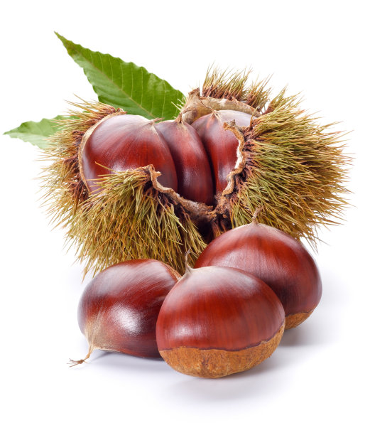 chestnut
