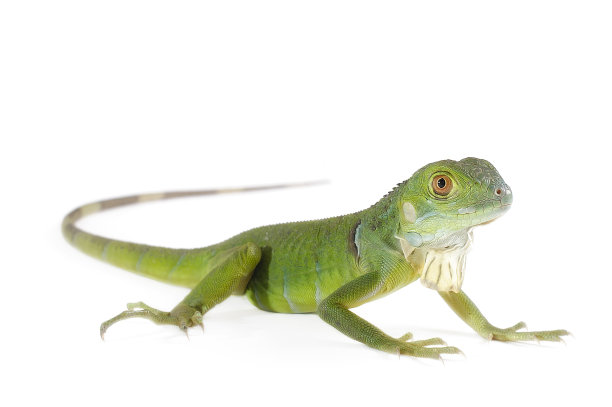 lizard