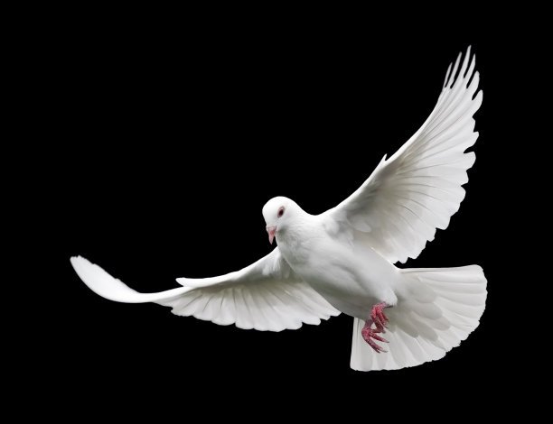 pigeon