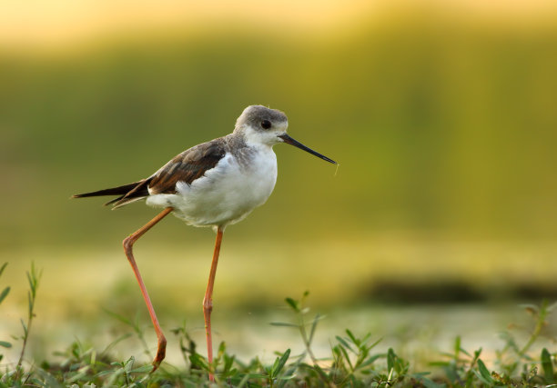 avocet