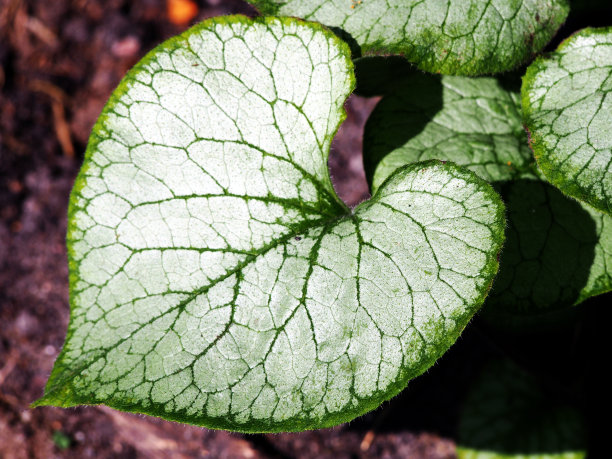 brunnera